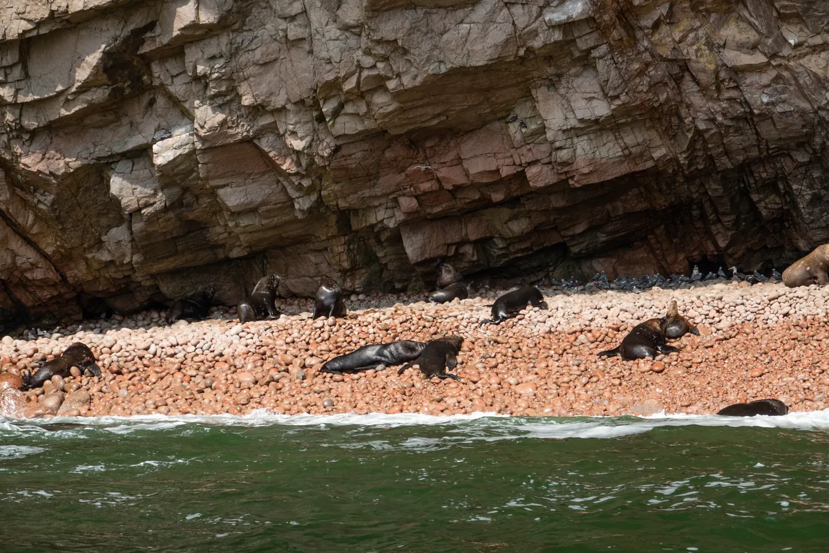 Sea lions and seabirds on the Ballestas Islands, Peru